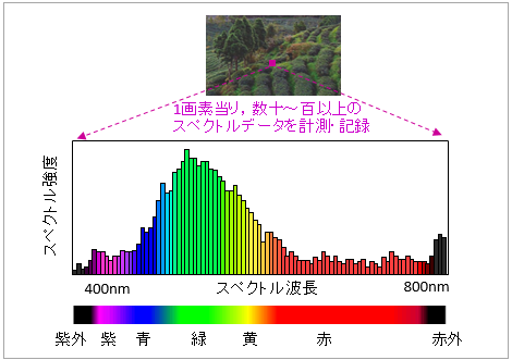 パイパースペクトル画像